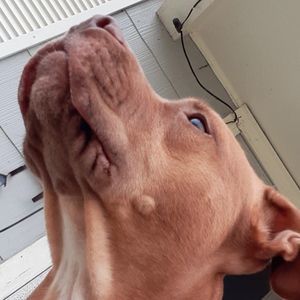 Meet your Posher, Elijah